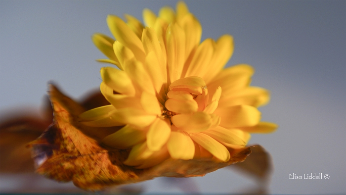 A marigold and leaf shot with the Lensbaby Double Glass and the 4+ macro filter