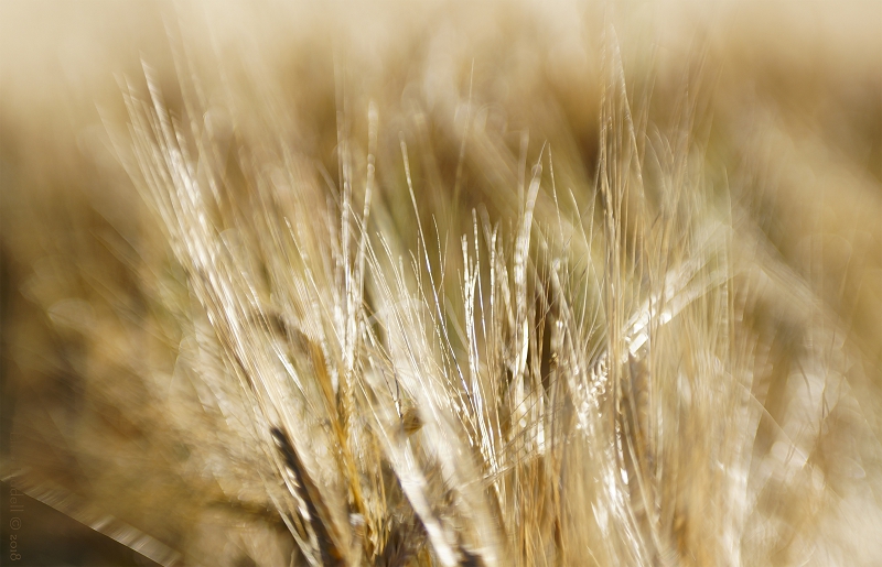 Ripe barley abstract. Shot with the Sweet 50