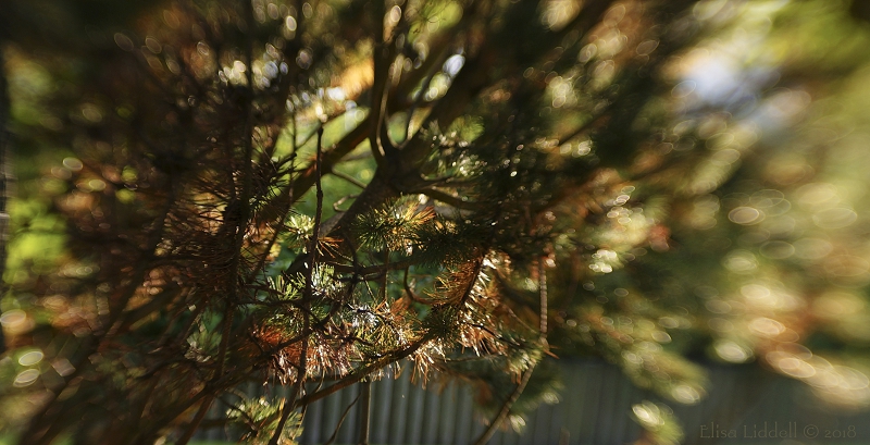 Sunlight through branches - detail