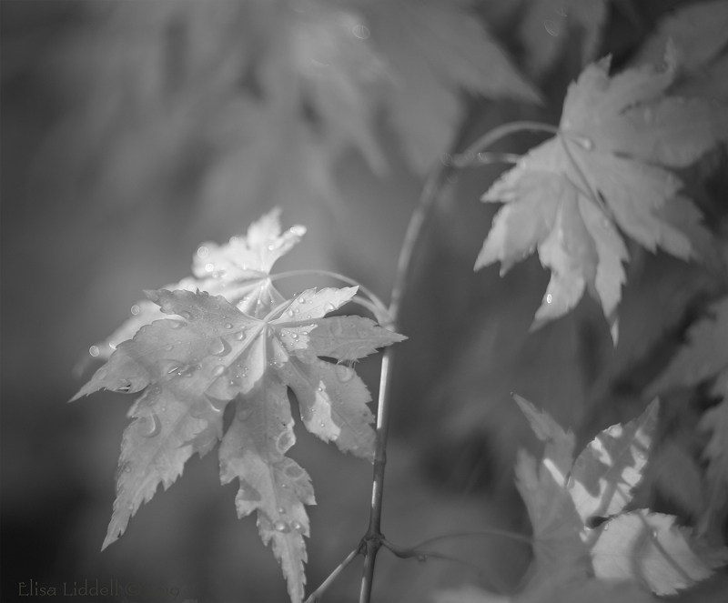 Raindrops on miniature acer in B+W.