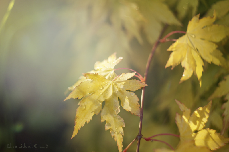 Raindrops on miniature acer in colour.