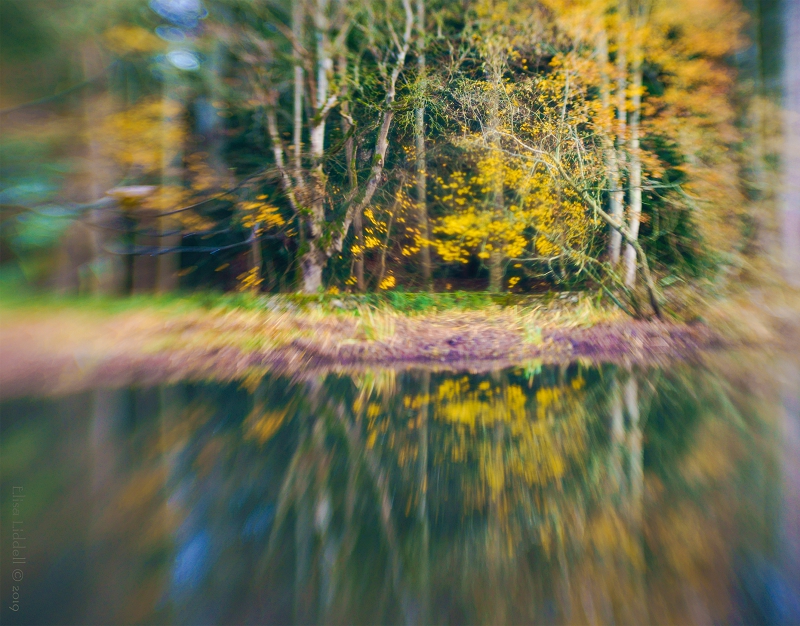 Lensbaby Double Glass trees