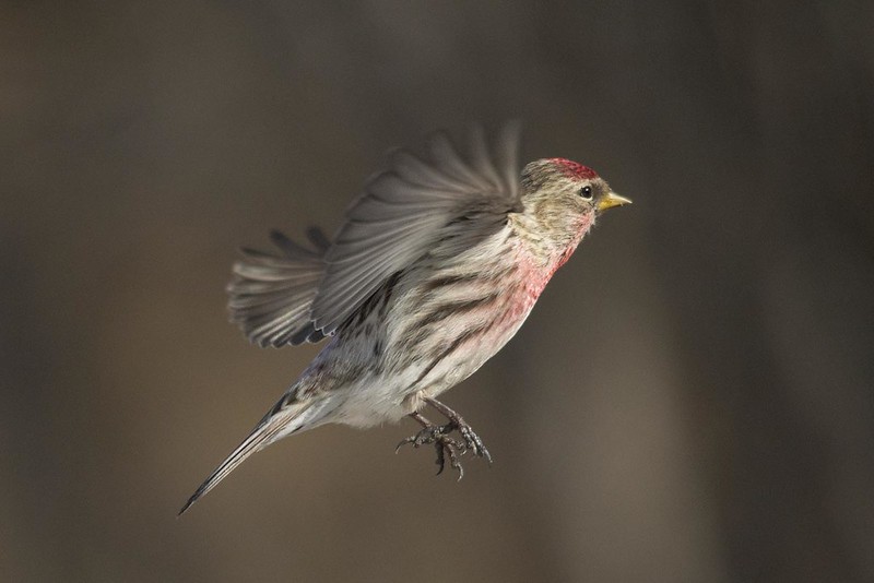 Male Common Redpoll (Acanthis flammea)