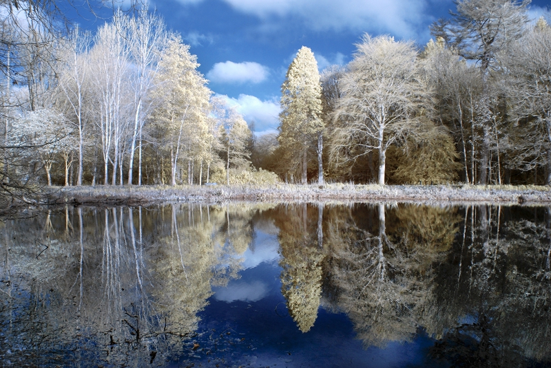 trees reflected IR faux