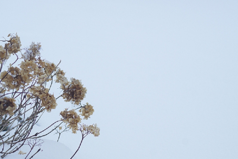snowy hydrangea