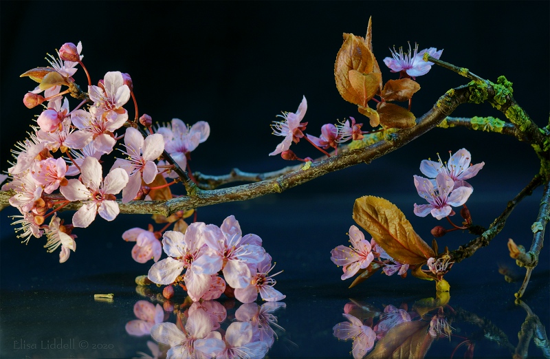 Japanese plum blossom