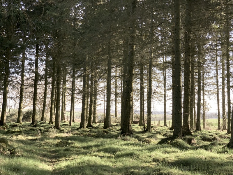 light through the trees