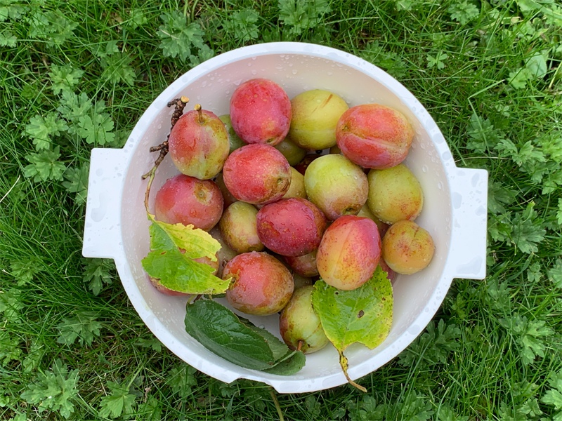 the plum harvest