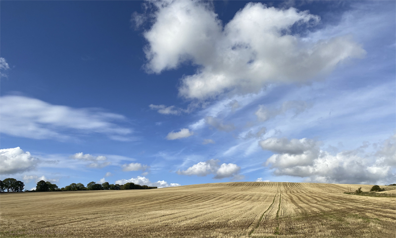 Barley fields