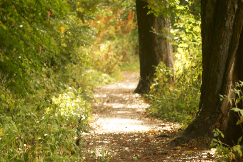 autumn trees