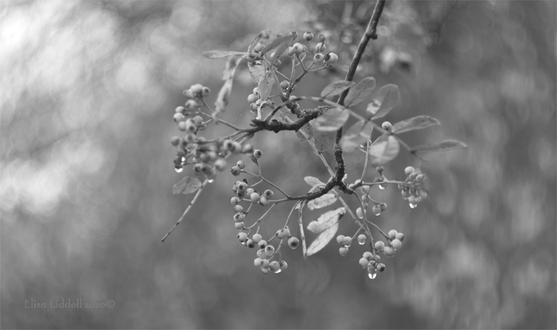 black and white berries