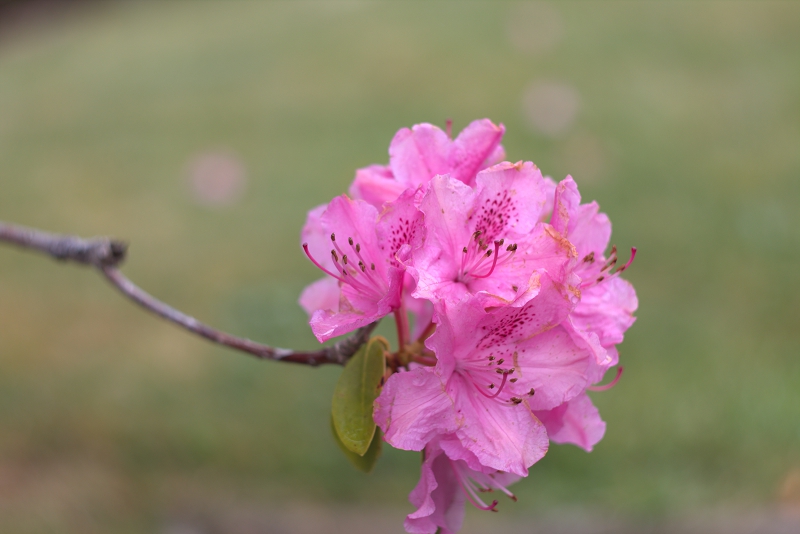 pink rhododendron