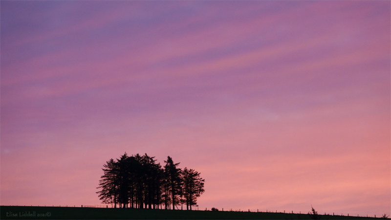 Sunrise and the tree line