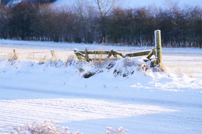 sunlight on the snow