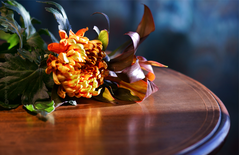 chrysanthemum on the table