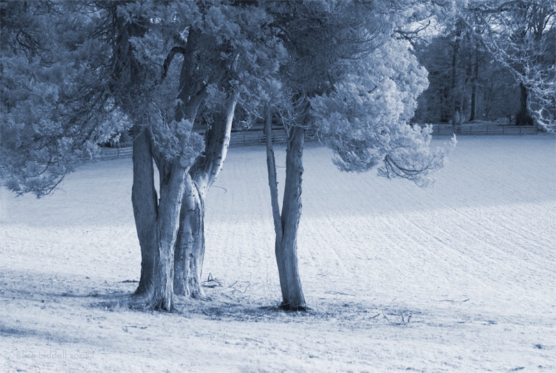 infrared trees at Fyvie