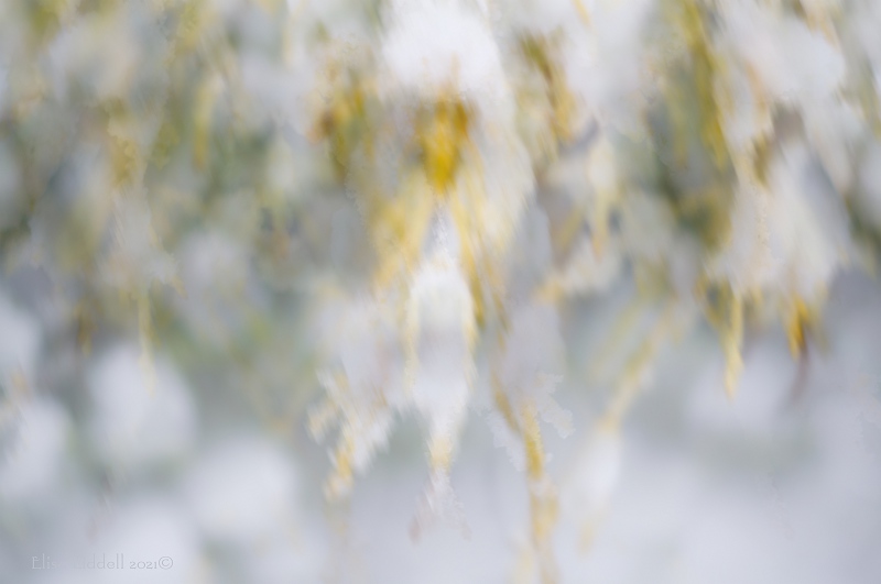 A snow abstract