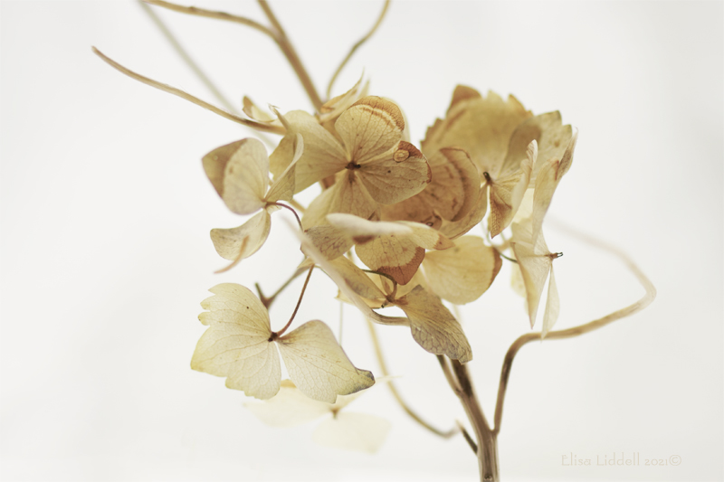 close up of dried twigs and petals