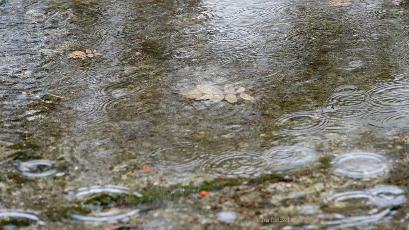 raindrops into the clear water