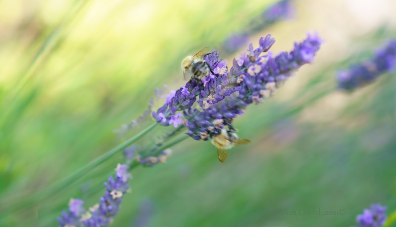 bees on the lavender