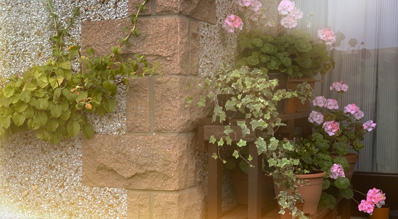 pink geraniums in the porch