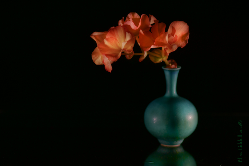 begonia flowers in a vase