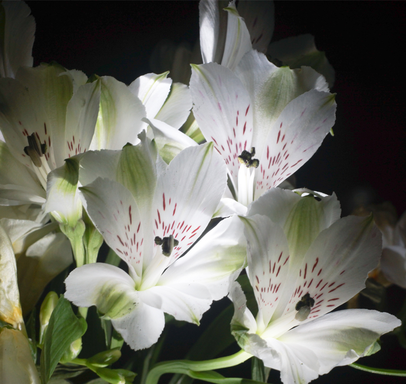 alstroemeria in the dark