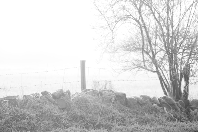 freezing fog in B+W