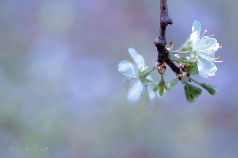 Victoria plum blossom