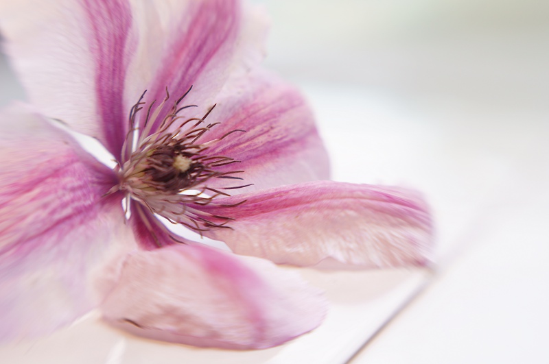 clematis flower