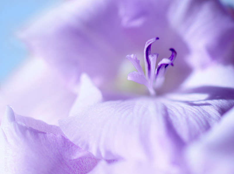 macro of gladiolus flower