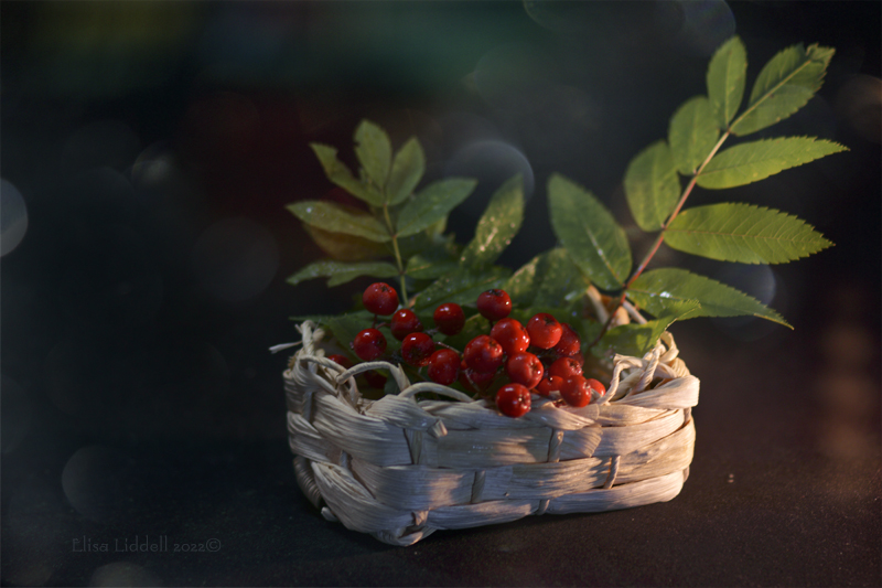 a basket of rowan berries