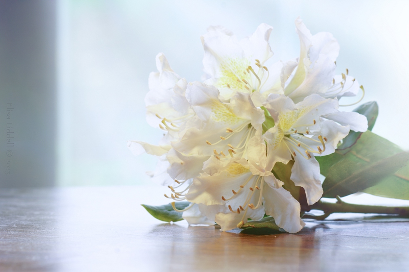 white rhododendrons